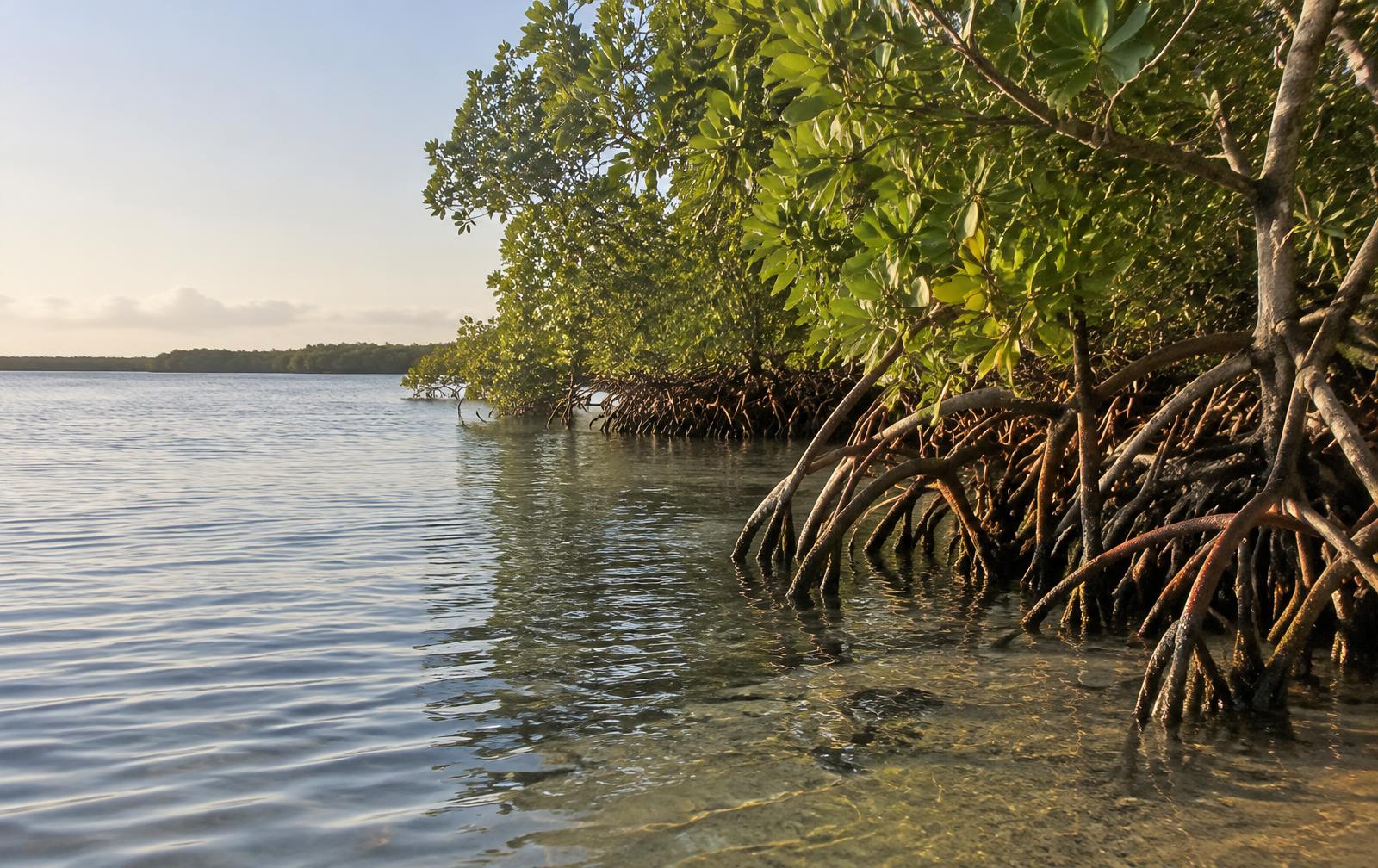 Illustrative mangrove shoreline with arching red mangrove prop roots extending into shallow lagoon water in soft morning light